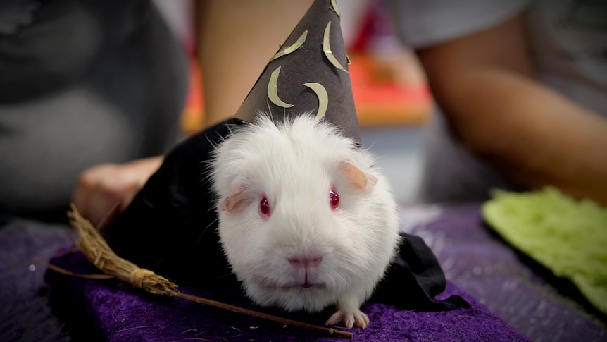 A white guinea pig with a wizard hat and broom