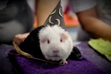A white guinea pig with a wizard hat and broom
