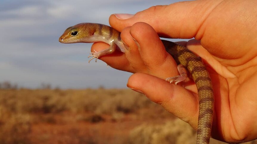 A sand swimmer skink in the palm of a person's hand.