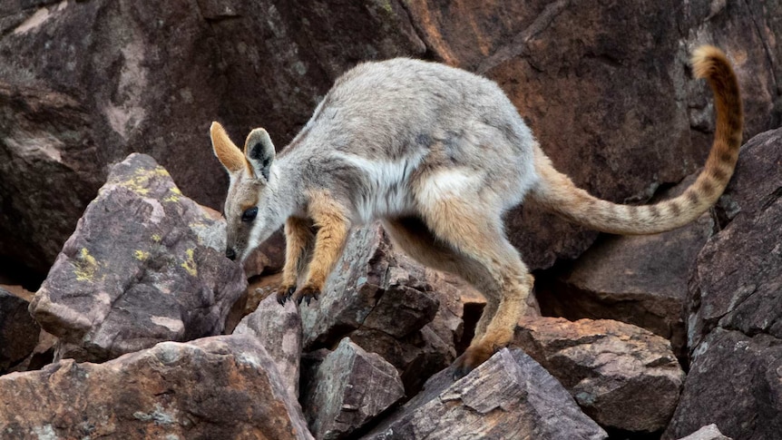 A rock wallaby with striped yellow tail jumps over rocks.