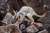 A rock wallaby with striped yellow tail jumps over rocks.