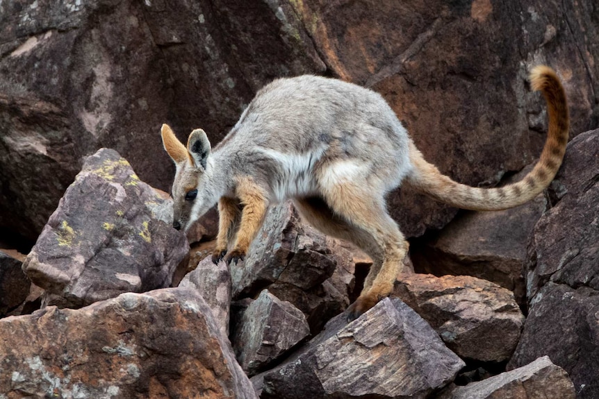 A yellow-footed rock-wallaby jumps into the air amid large rocks.