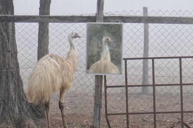 Eddie the white emu standing on the left of a painting of himself, fence, tree and fog behind.
