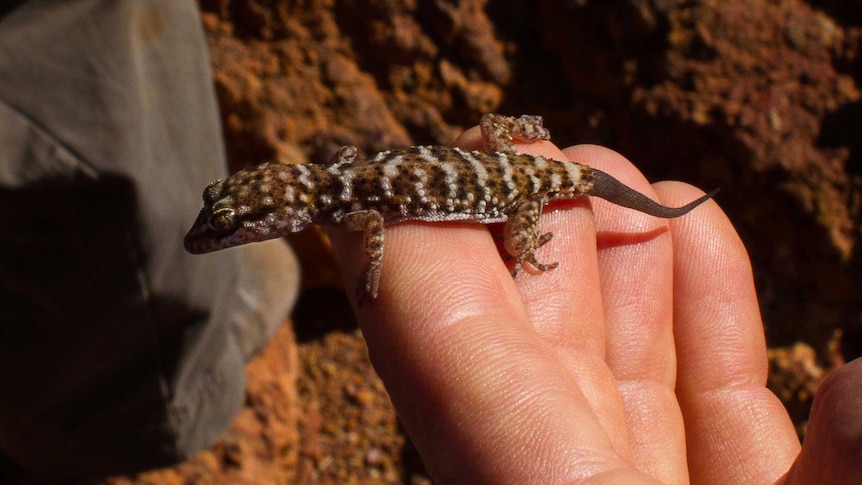 a small brownish lizard like animal sitting on two outstretched fingers of  a man
