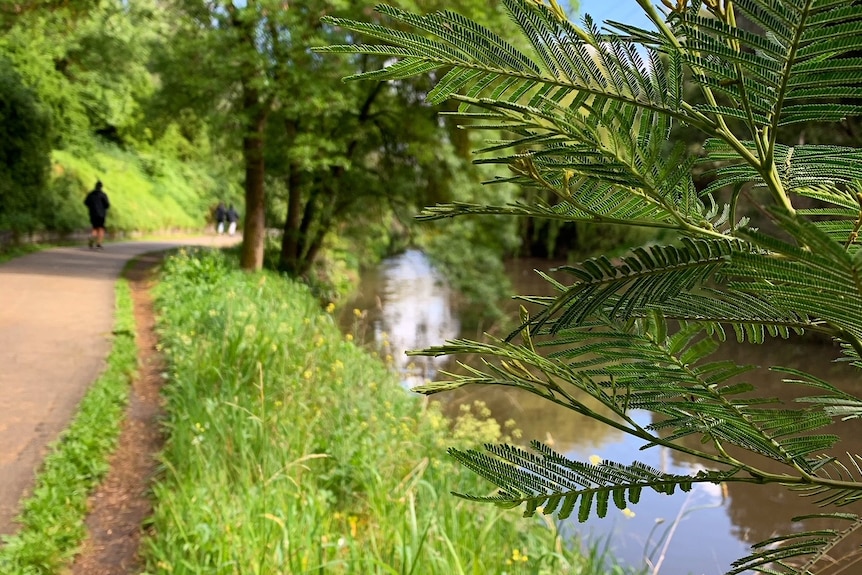 A path surrounded by grass, trees and a creek. 