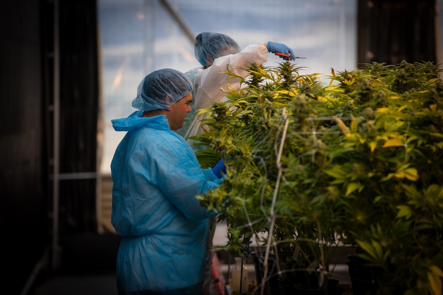 Medicinal cannabis crop being tended by workers wearing plastic suits and hats.