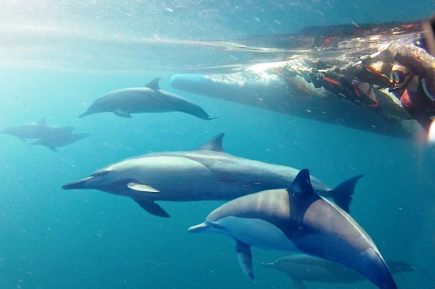 An underwater camera on a catamaran will broadcast images online of wild dolphins interacting with humans in Port Stephens.