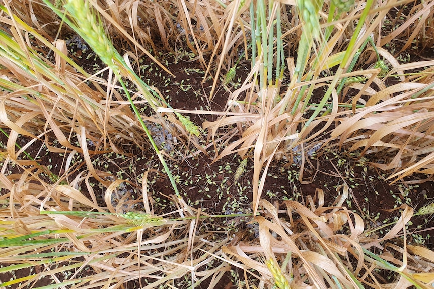 Wheat grains on the ground in a paddock after a hail event. 