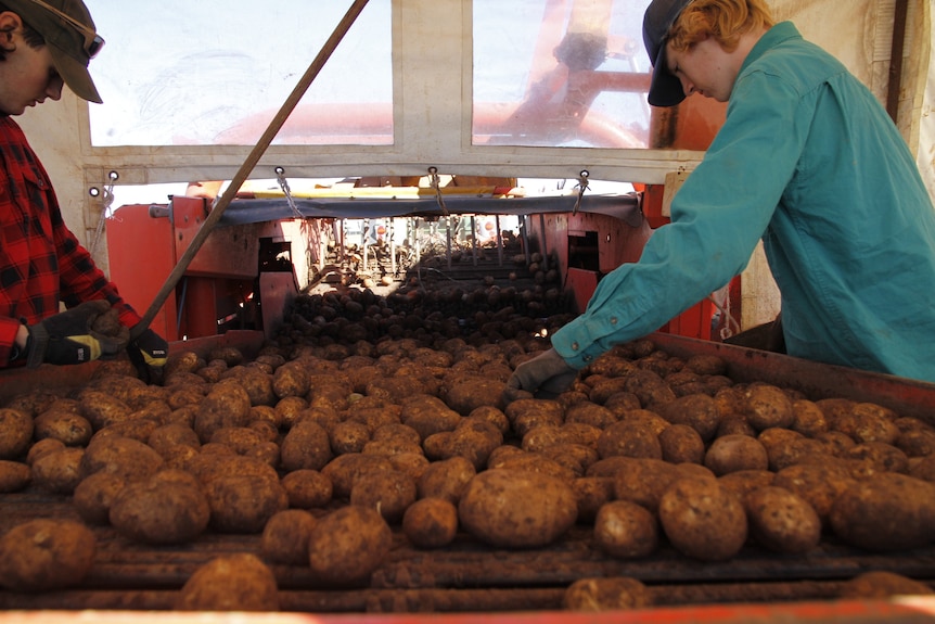A teenage boy sorts potatoes on the back of a harvester