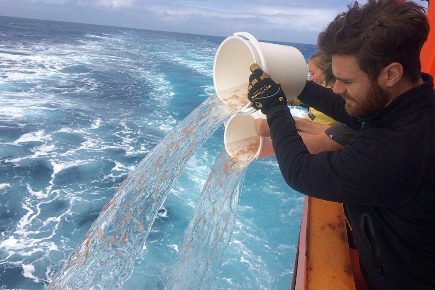 Krill are tipped into the ocean from buckets being held by two people.