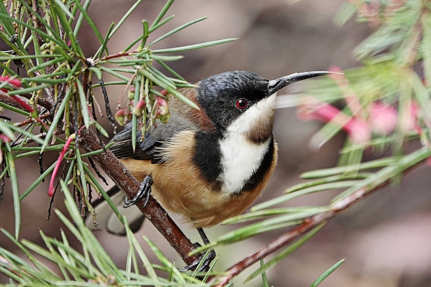 A closeup shop of a bird