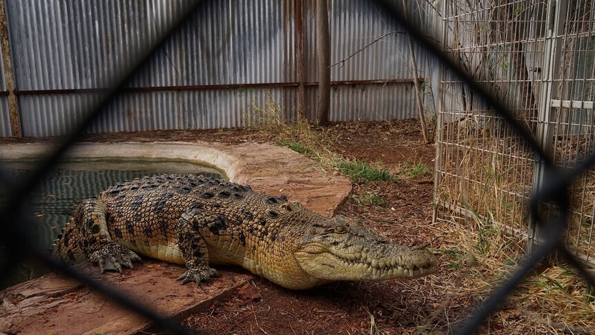 A crocodile rests with its body on land and its tail hanging into a small pool in a fenced enclosure.