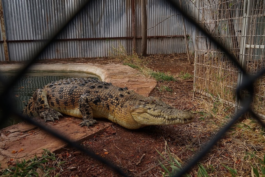 A crocodile rests with its body on land and its tail hanging into a small pool in a fenced enclosure.