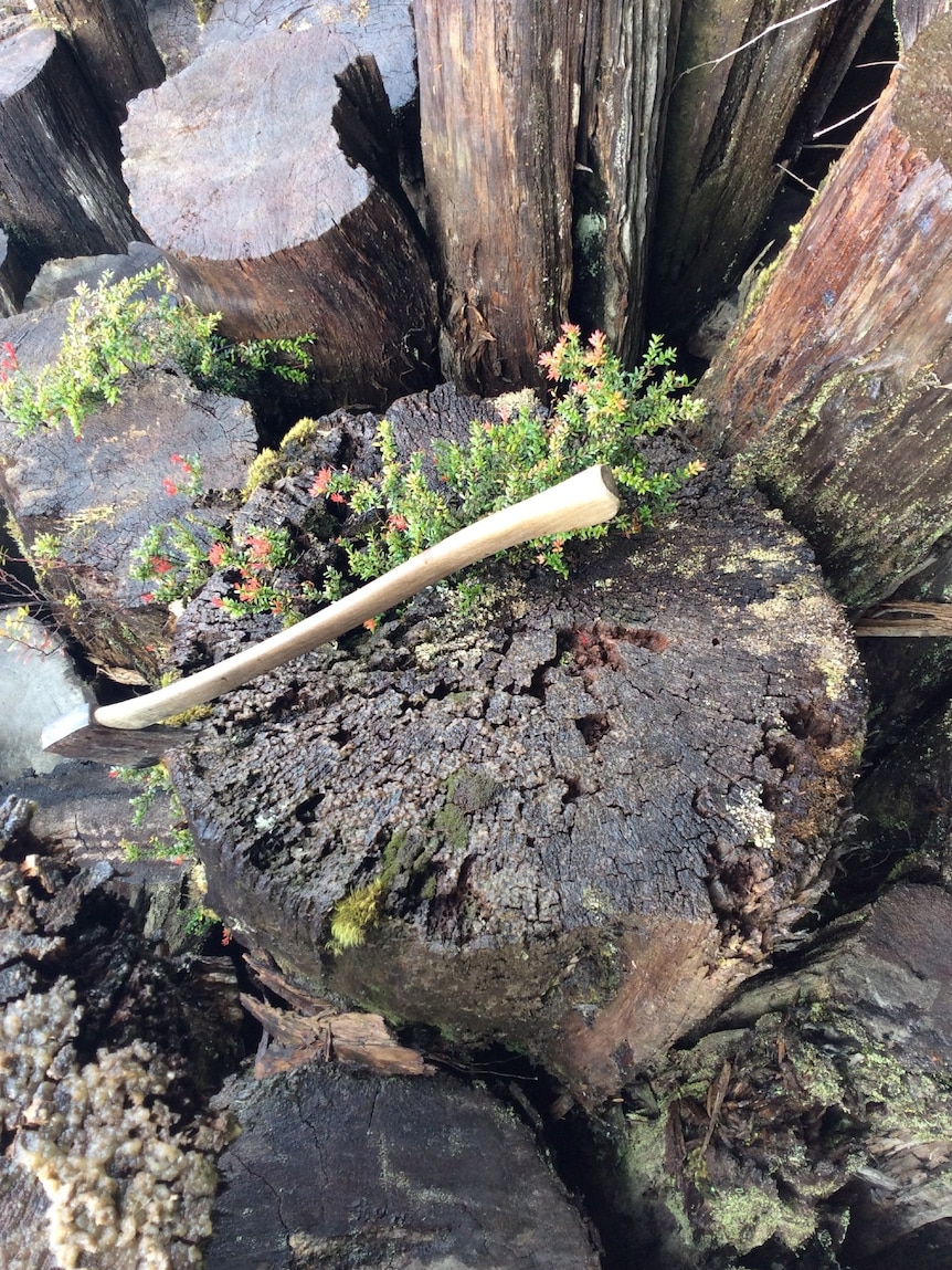 An axe lies along large tree stumps.