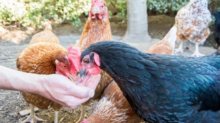 Feeding chickens by hand