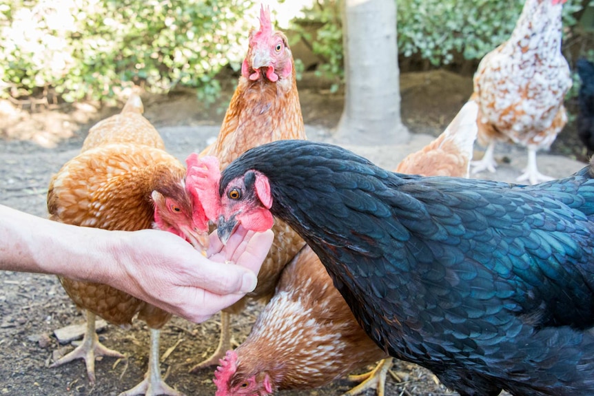 Feeding chickens by hand