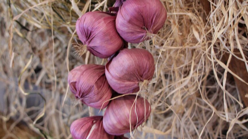 A braid of purple garlic.