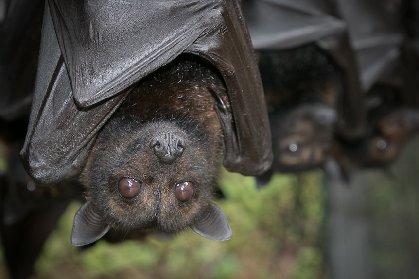 Bat hangs upside down