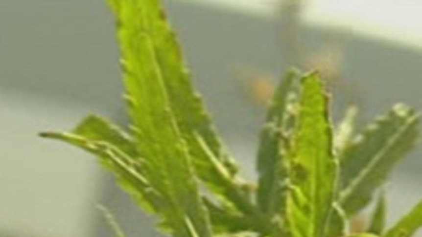 Under Tasmanian law hemp is classified as a poison