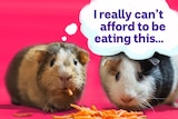Two guinea pigs eating pieces of cheese for a story about eating out when you earn less money than your friends.