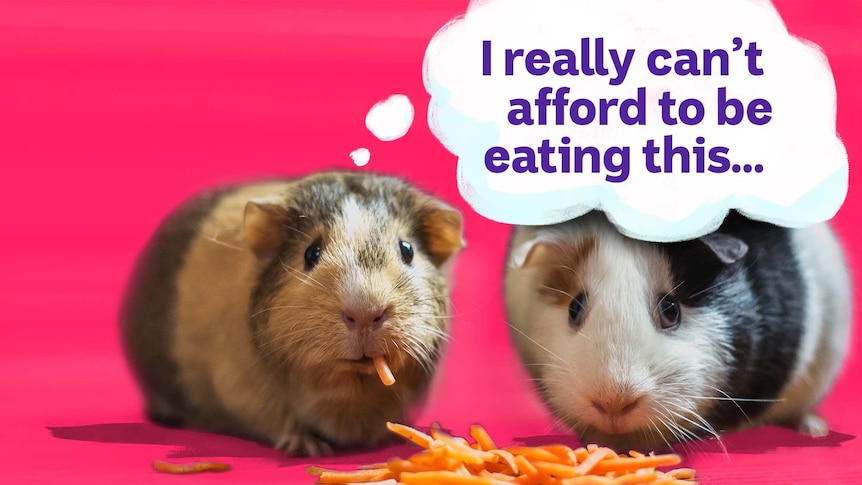 Two guinea pigs eating pieces of cheese for a story about eating out when you earn less money than your friends.