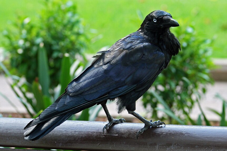 A black bird perched on a railing.