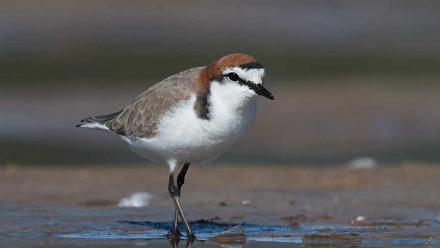 A bird reflected in the water under its feet.