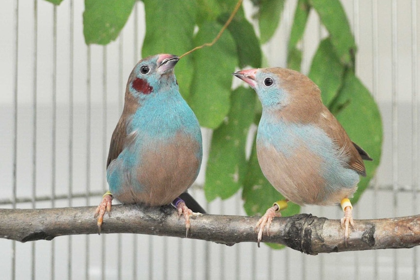 A male red-cheeked cordon-bleu is performing courtship dance