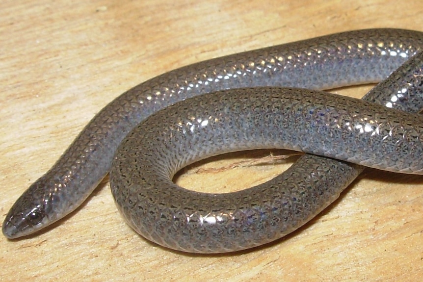 Dark grey legless lizard that looks like a worm