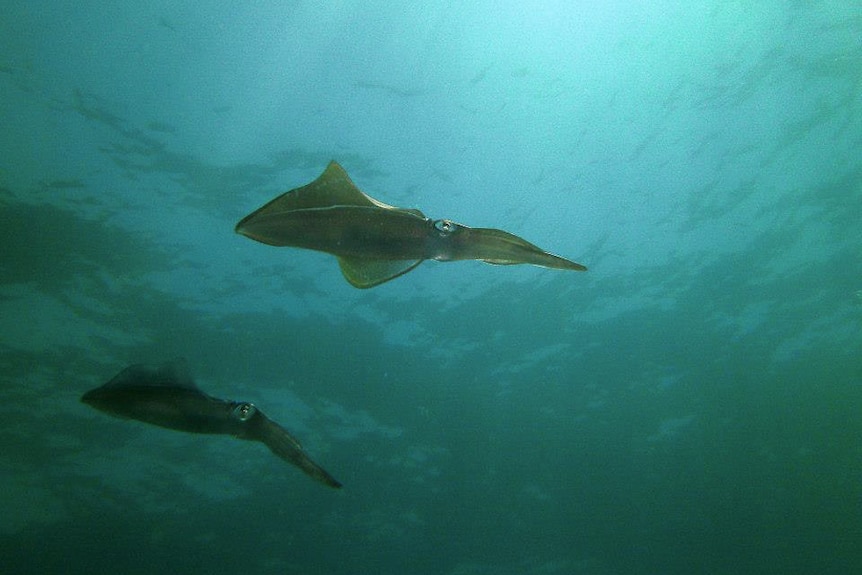 Squid at Port Noarlunga.