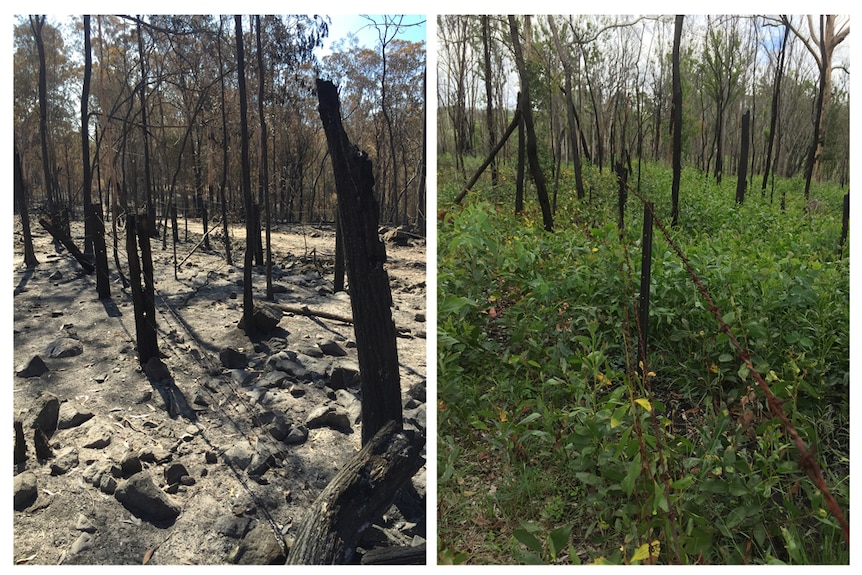 Two images of fire damage, on left fire damaged fence with ash on ground and on right a field of wattle seedlings.