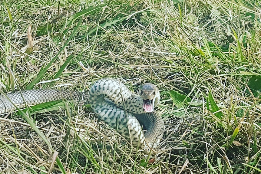 Snake hissing and rearing at the camera