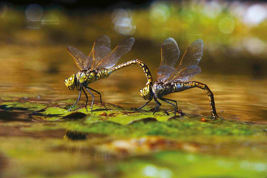 Dragonflies at Lake Eyre.