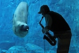 A leopard seal in Sydney listens to saxophone music