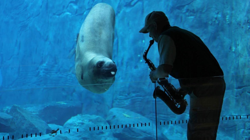 A leopard seal in Sydney listens to saxophone music