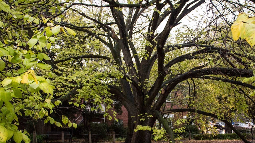 A large golden elm