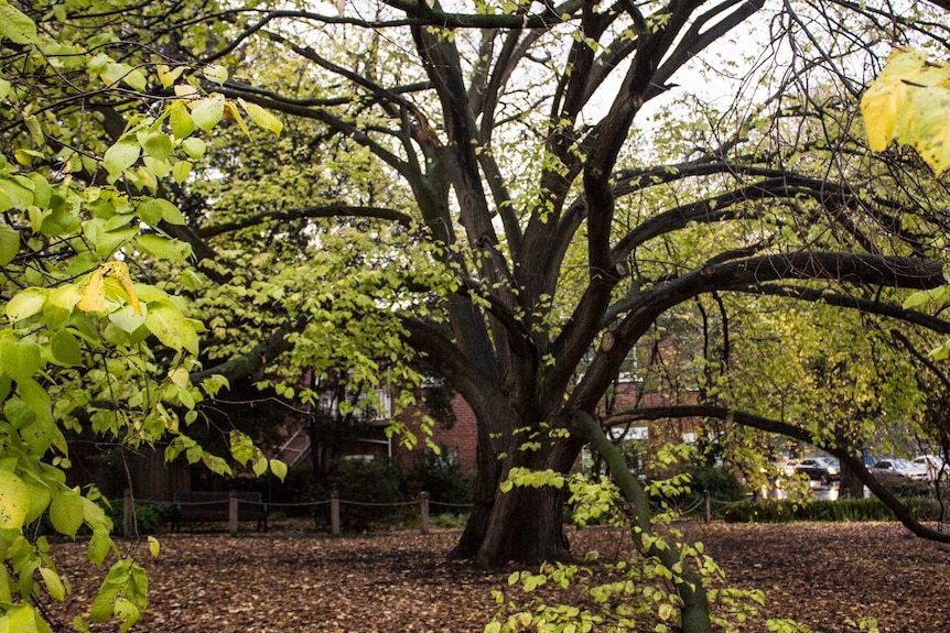 A large golden elm