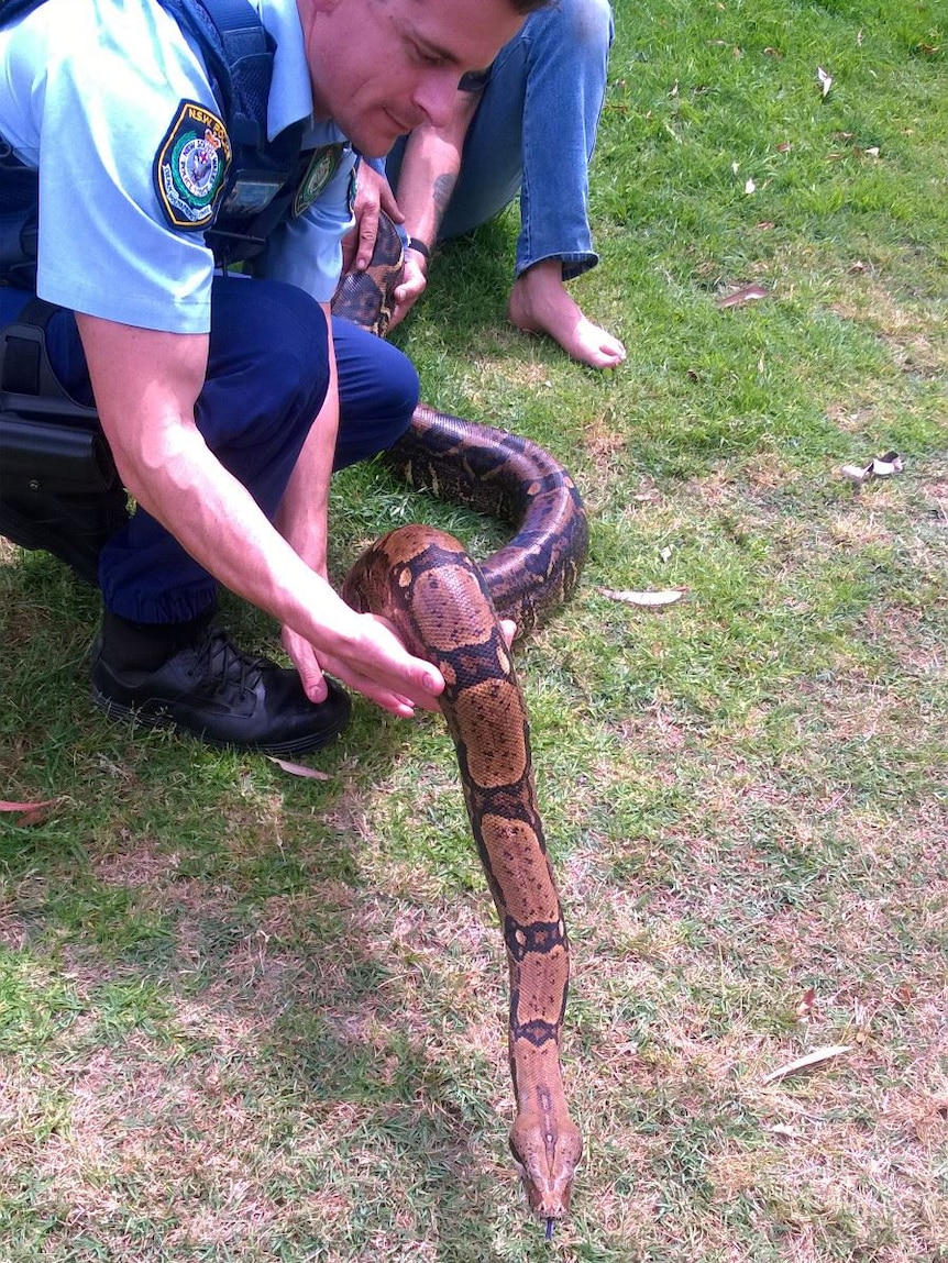 A police officer holds a Boa Constrictor in his hands.