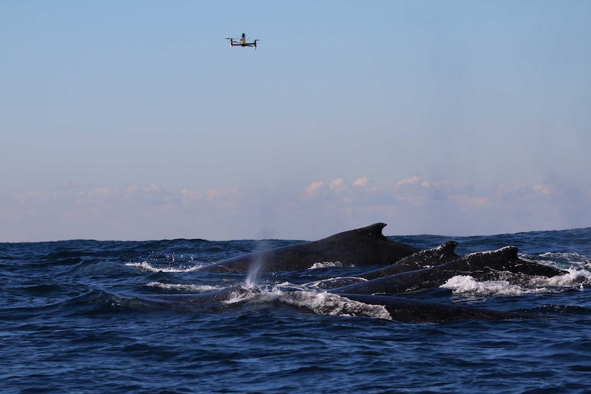A yellow and black drone hovers in blue skies as the hump of whales are seen among the waves.