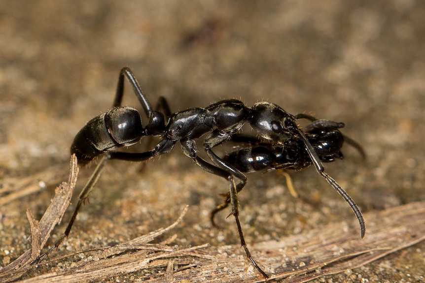 A Matabele ant carries and injured nestmate