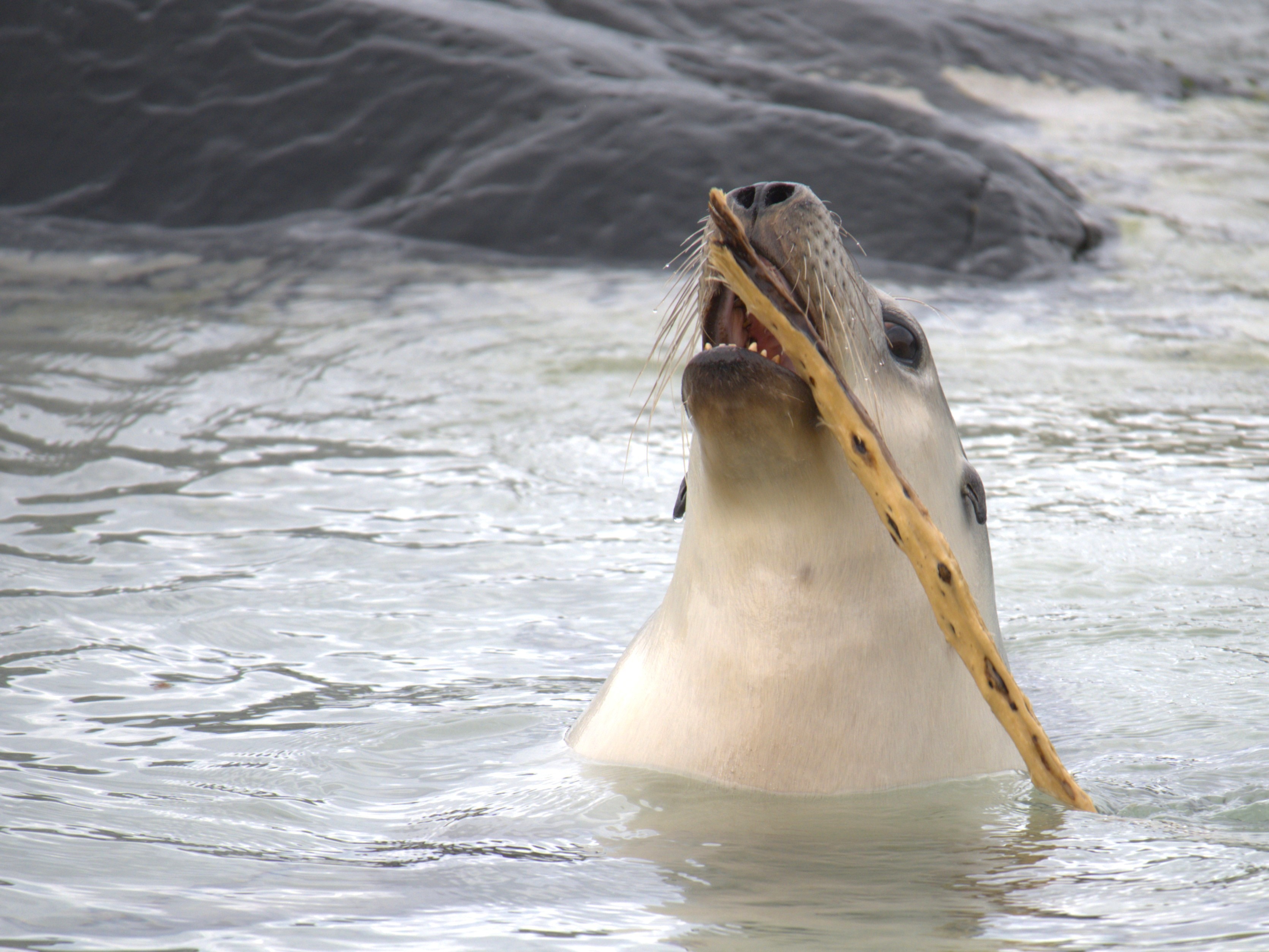 Um leão-marinho juvenil brinca com uma vara.