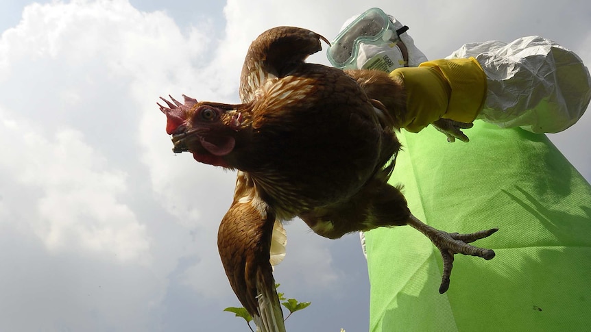 A prefectural officer carries a chicken on a poultry farm.