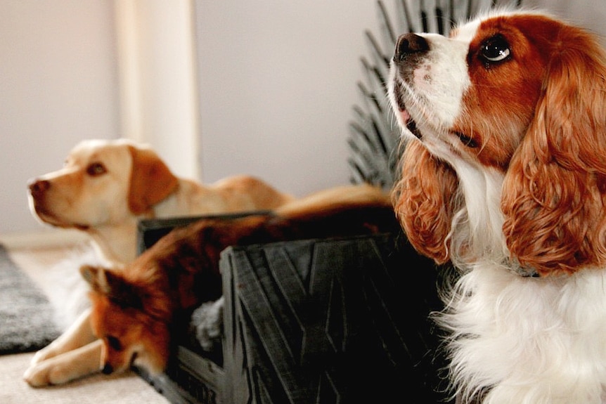 Three dogs with a King Charles Cavalier in the foreground, a Pomeranian on a mini throne and a Labrador.