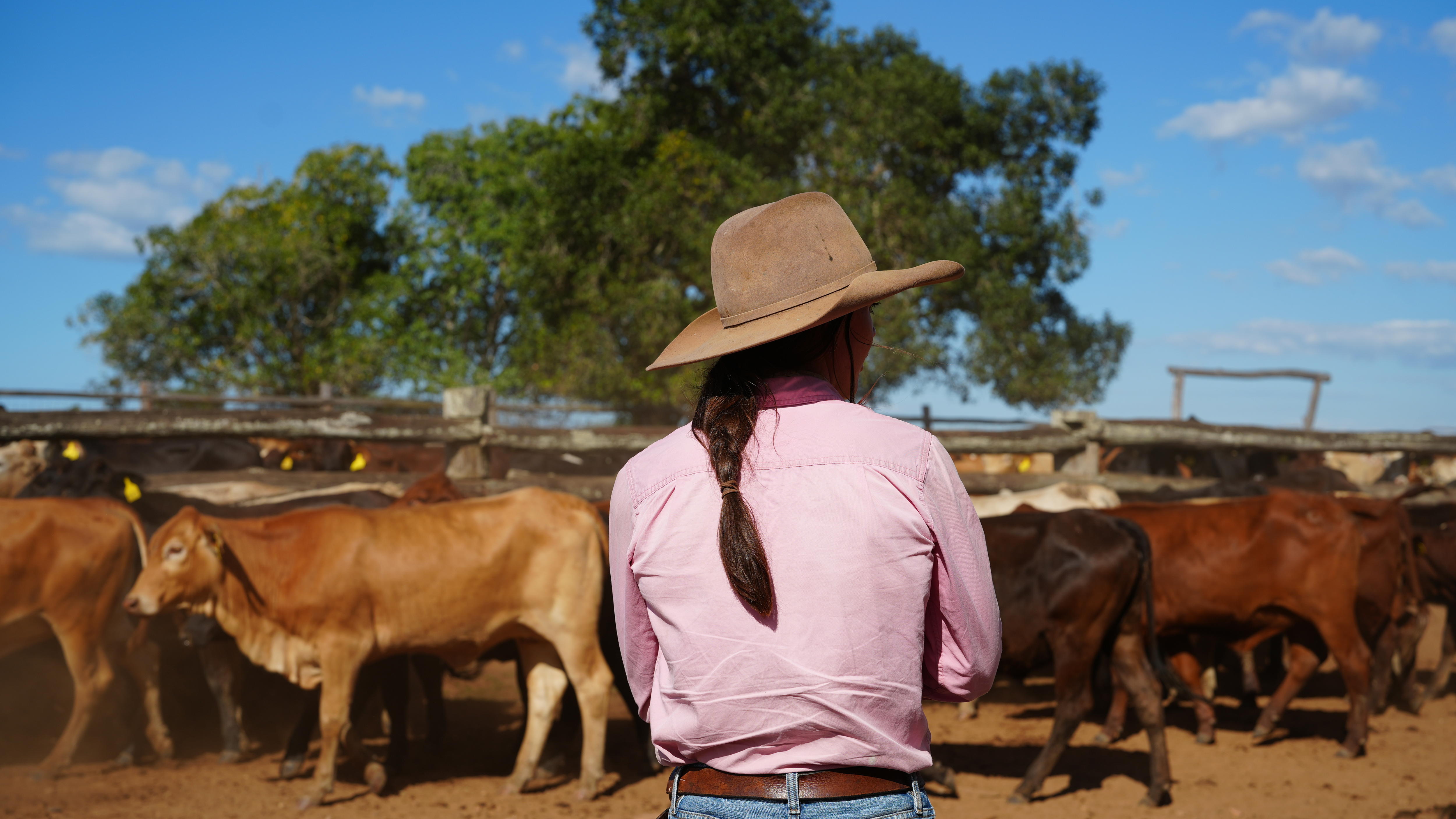 Pregnant Wagyu cows and calves worth $200,000 stolen from station