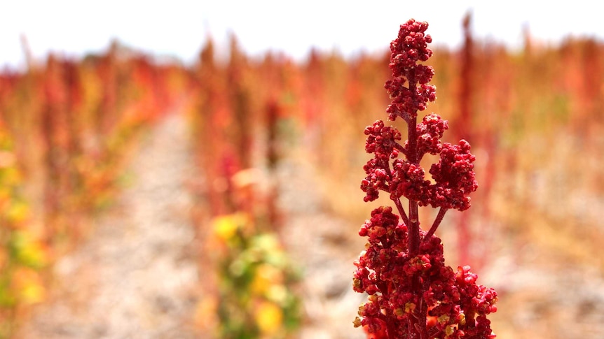 Quinoa crop in Narrogin in Western Australia