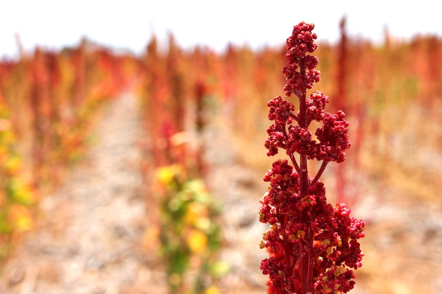 Quinoa crop in Narrogin in Western Australia