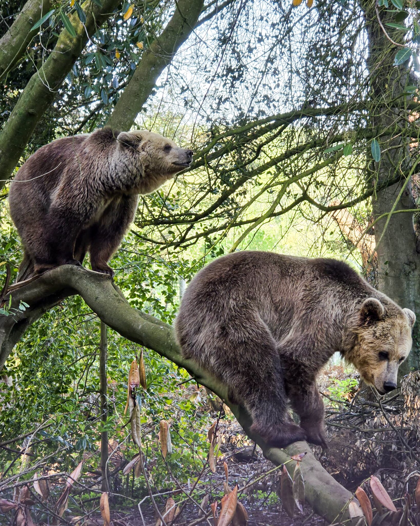 Two brown bears escape enclosure and eat week's worth of honey ...