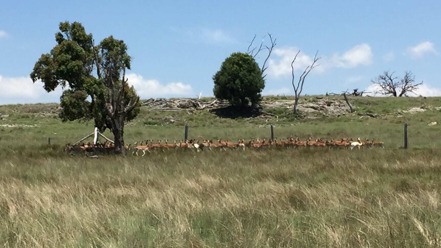 A mob of deer in the distance along a fence is a very grassy paddock.