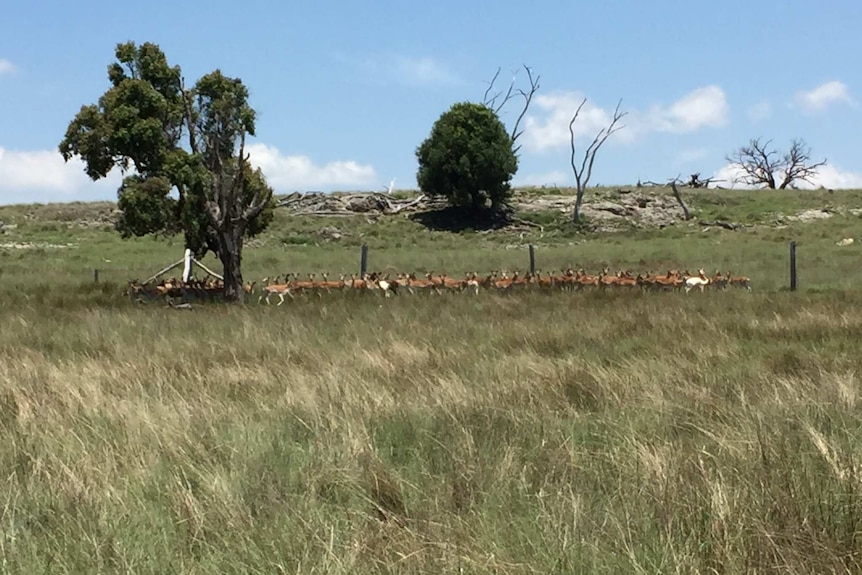 A mob of deer in the distance along a fence is a very grassy paddock.