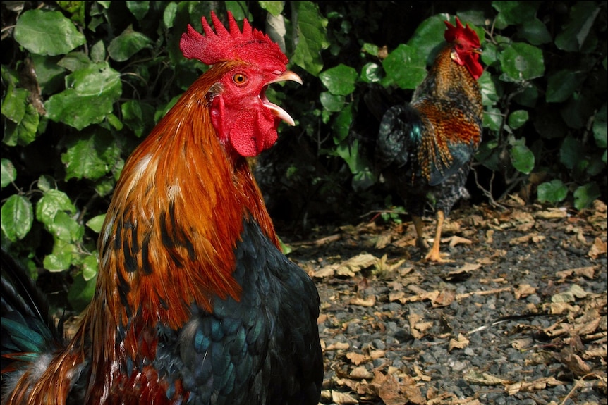 A close up of a rooster with its mouth opening